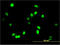 Apoptosis Antagonizing Transcription Factor antibody, LS-B11447, Lifespan Biosciences, Immunofluorescence image 