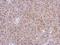 Aldehyde Dehydrogenase 7 Family Member A1 antibody, NBP2-15342, Novus Biologicals, Immunohistochemistry frozen image 