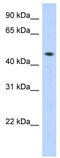 Zinc Finger Protein 213 antibody, TA343445, Origene, Western Blot image 