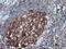 Branched Chain Amino Acid Transaminase 1 antibody, MA5-25892, Invitrogen Antibodies, Immunohistochemistry frozen image 