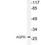 Major Intrinsic Protein Of Lens Fiber antibody, LS-C291666, Lifespan Biosciences, Western Blot image 