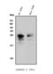 Tumor Necrosis Factor antibody, A00002-5, Boster Biological Technology, Western Blot image 