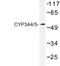 Cytochrome P450 Family 3 Subfamily A Member 4 antibody, AP06777PU-N, Origene, Western Blot image 