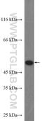 Tu Translation Elongation Factor, Mitochondrial antibody, 26730-1-AP, Proteintech Group, Western Blot image 