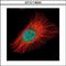 NFKB Inhibitor Beta antibody, PA5-78078, Invitrogen Antibodies, Immunofluorescence image 