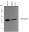 Diablo homolog, mitochondrial antibody, AF7891, R&D Systems, Western Blot image 