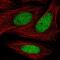 Zinc Finger Protein 182 antibody, HPA059574, Atlas Antibodies, Immunofluorescence image 