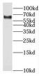 NUCB1 antibody, FNab05892, FineTest, Western Blot image 