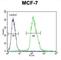 Microfibril Associated Protein 4 antibody, abx032350, Abbexa, Western Blot image 