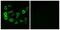 Olfactory Receptor Family 5 Subfamily P Member 2 antibody, PA5-39657, Invitrogen Antibodies, Immunofluorescence image 