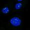 Nuclear Receptor Interacting Protein 1 antibody, HPA060036, Atlas Antibodies, Immunofluorescence image 