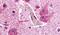 Glutamate Metabotropic Receptor 1 antibody, PA5-33812, Invitrogen Antibodies, Immunohistochemistry frozen image 