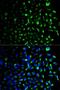 Hexokinase 1 antibody, LS-C331226, Lifespan Biosciences, Immunofluorescence image 