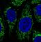 Citrate synthase, mitochondrial antibody, NBP2-36773, Novus Biologicals, Immunofluorescence image 