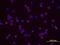 CD48 Molecule antibody, MAB36441, R&D Systems, Immunocytochemistry image 