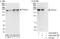 THO Complex 2 antibody, A303-630A, Bethyl Labs, Western Blot image 