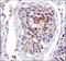 DNA Methyltransferase 3 Alpha antibody, GTX30365, GeneTex, Immunohistochemistry paraffin image 