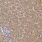 Potassium Voltage-Gated Channel Subfamily J Member 8 antibody, PA5-56628, Invitrogen Antibodies, Immunohistochemistry frozen image 