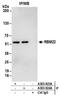 RNA Binding Motif Protein 22 antibody, A303-923A, Bethyl Labs, Immunoprecipitation image 