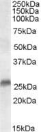 Steroid 5 Alpha-Reductase 2 antibody, MBS421271, MyBioSource, Western Blot image 