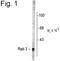 RAB3A, Member RAS Oncogene Family antibody, PA1-4691, Invitrogen Antibodies, Western Blot image 