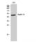 Septin 14 antibody, LS-C386005, Lifespan Biosciences, Western Blot image 