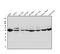 Aldehyde Dehydrogenase 1 Family Member A2 antibody, PB9981, Boster Biological Technology, Western Blot image 