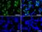 Baculoviral IAP Repeat Containing 5 antibody, GTX84824, GeneTex, Immunofluorescence image 