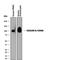 Carcinoembryonic Antigen Related Cell Adhesion Molecule 8 antibody, MAB4246, R&D Systems, Western Blot image 