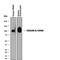 Carcinoembryonic Antigen Related Cell Adhesion Molecule 8 antibody, MAB4246, R&D Systems, Western Blot image 