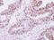 Selenophosphate Synthetase 1 antibody, GTX107395, GeneTex, Immunohistochemistry paraffin image 