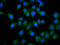 Phosphatase And Actin Regulator 1 antibody, LS-C681039, Lifespan Biosciences, Immunofluorescence image 