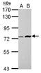 Zinc Finger BED-Type Containing 8 antibody, NBP2-15630, Novus Biologicals, Western Blot image 