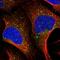 MutS Homolog 5 antibody, NBP2-57274, Novus Biologicals, Immunofluorescence image 