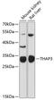 THAP Domain Containing 3 antibody, 14-691, ProSci, Western Blot image 