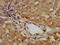 ADAMTS13 antibody, LS-C673373, Lifespan Biosciences, Immunohistochemistry paraffin image 