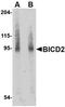 BICD Cargo Adaptor 2 antibody, orb75018, Biorbyt, Western Blot image 