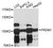 PR/SET Domain 1 antibody, LS-C746806, Lifespan Biosciences, Western Blot image 