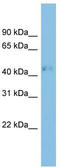Ras Related GTP Binding D antibody, TA344724, Origene, Western Blot image 