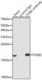 Elongin B antibody, GTX66010, GeneTex, Immunoprecipitation image 