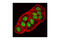 Aryl Hydrocarbon Receptor Nuclear Translocator antibody, 3414S, Cell Signaling Technology, Immunofluorescence image 