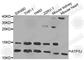 ATP Synthase Peripheral Stalk Subunit F6 antibody, A3751, ABclonal Technology, Western Blot image 