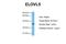 ELOVL Fatty Acid Elongase 5 antibody, NBP1-59539, Novus Biologicals, Western Blot image 