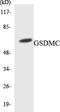 Gasdermin C antibody, LS-C292041, Lifespan Biosciences, Western Blot image 