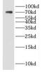 KIAA0937 antibody, FNab02557, FineTest, Western Blot image 