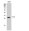 Interleukin 20 antibody, GTX34011, GeneTex, Western Blot image 