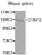 Euchromatic Histone Lysine Methyltransferase 2 antibody, abx001159, Abbexa, Western Blot image 