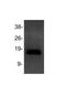 Histone Cluster 2 H3 Family Member D antibody, NB21-1022, Novus Biologicals, Western Blot image 