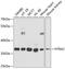 HtrA Serine Peptidase 2 antibody, GTX54154, GeneTex, Western Blot image 