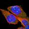 Protein Phosphatase, Mg2+/Mn2+ Dependent 1B antibody, HPA016745, Atlas Antibodies, Immunofluorescence image 